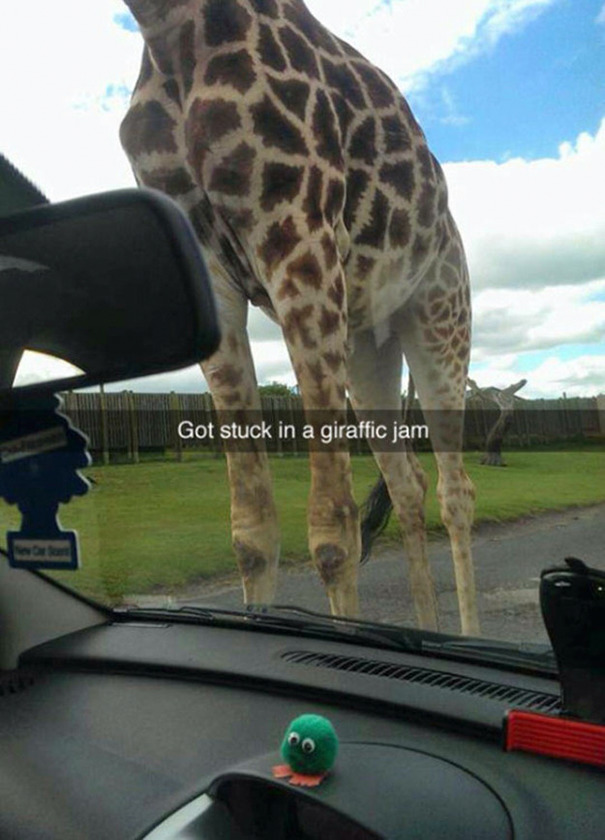 Got Stuck In A Giraffic Jam
