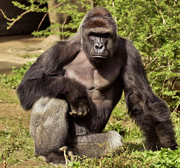 gorilla-shot-boy-zookeper-explains-harambe-amanda-odonoughue-cincinnati-zoo-1