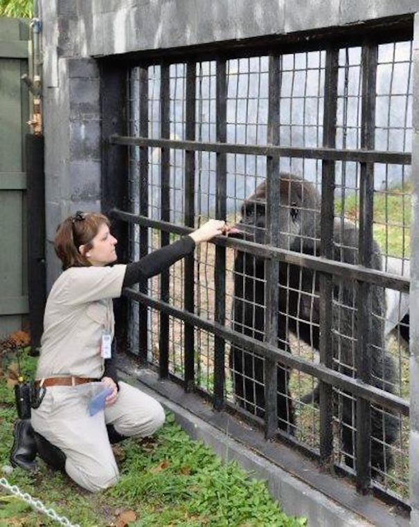 Zookeeper Finally Explains What Harambe Was Actually Doing With The Kid