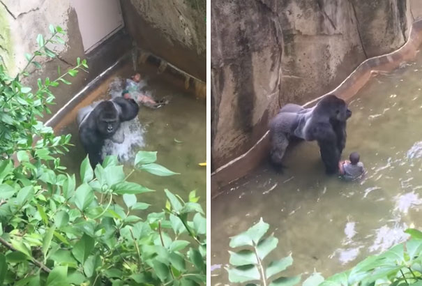 gorilla-shot-boy-zookeper-explains-harambe-amanda-odonoughue-cincinnati-zoo-4