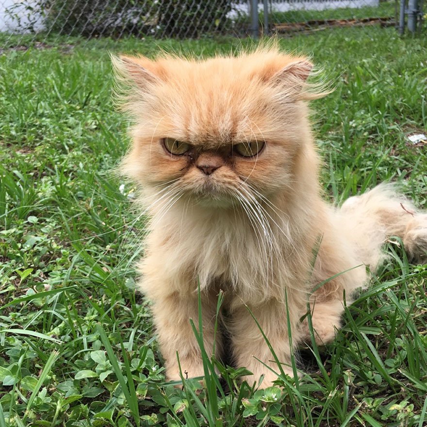 Homeless Grumpy Cat Found During House Inspection Gets Adopted, Hates Every Moment Of It