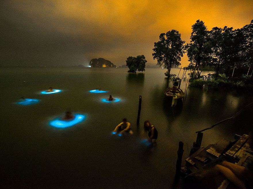 Halo Effect: Bioluminescent Phytoplankton Surround Swimmers in Circles Of Blue Light