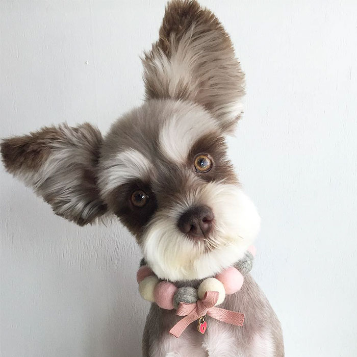 Meet Mir, The Supermodel Dog