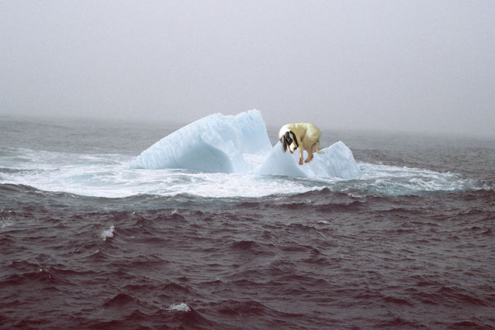 This Dog Is Traped On An Iceberg