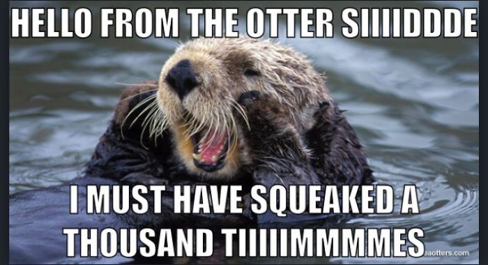 Otter Memes I Made