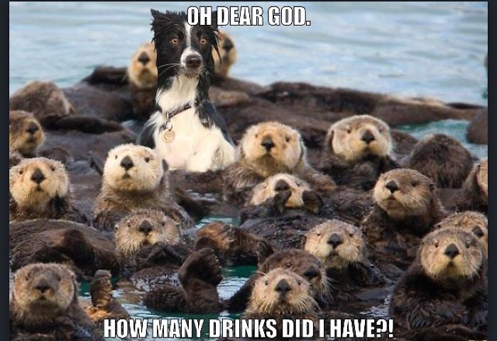 Otter Memes I Made
