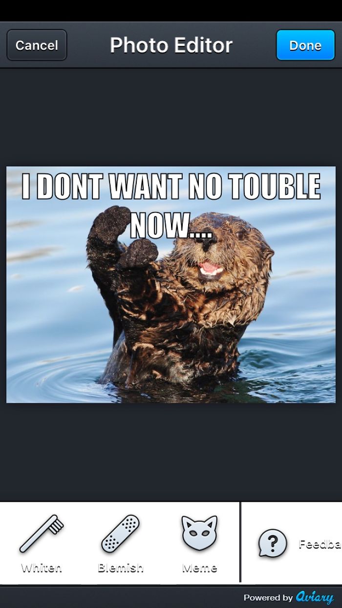 Otter Memes I Made