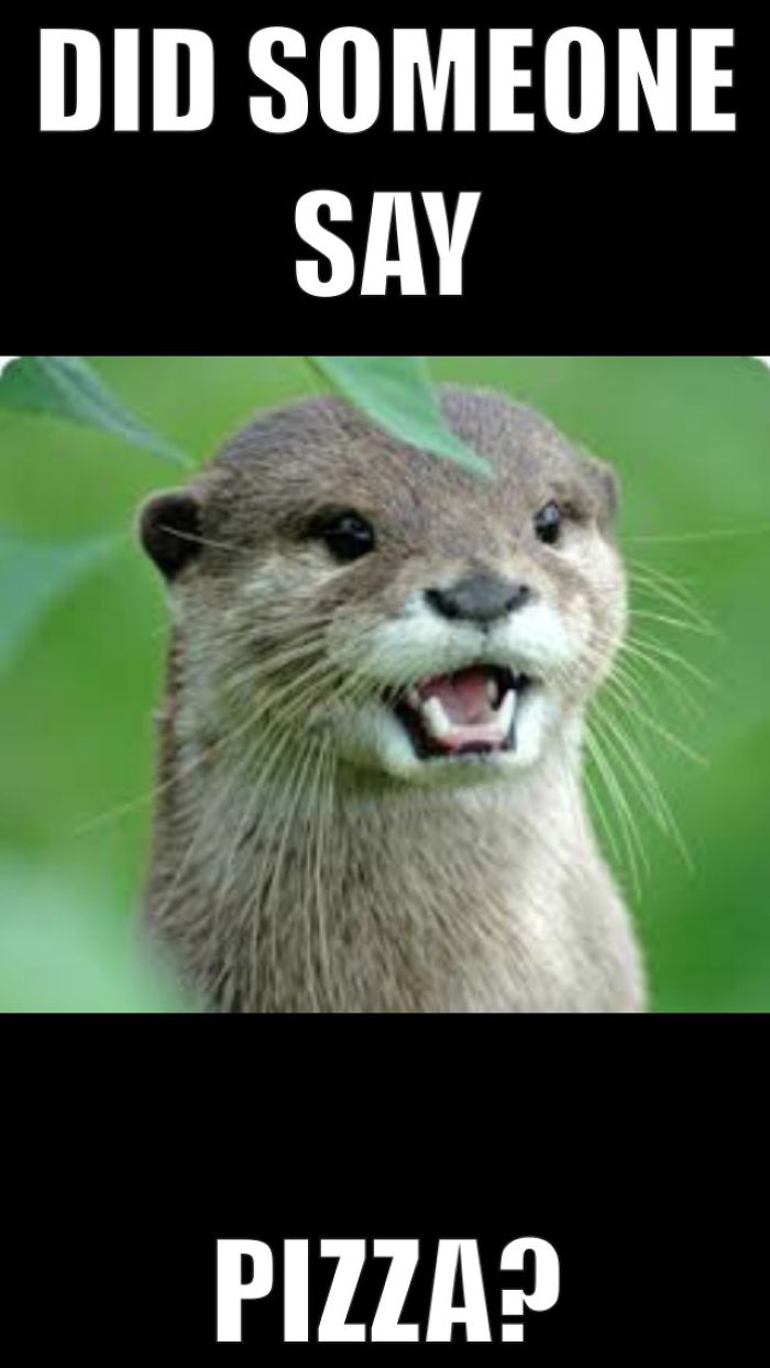Otter Memes I Made