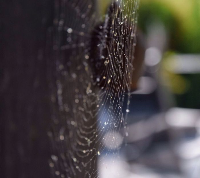 A Web Of Coolness