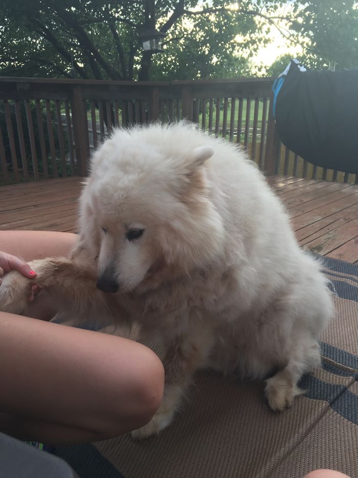 The Fluffy Dog!!!