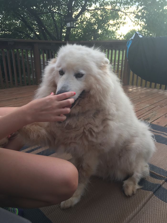 The Fluffy Dog!!!