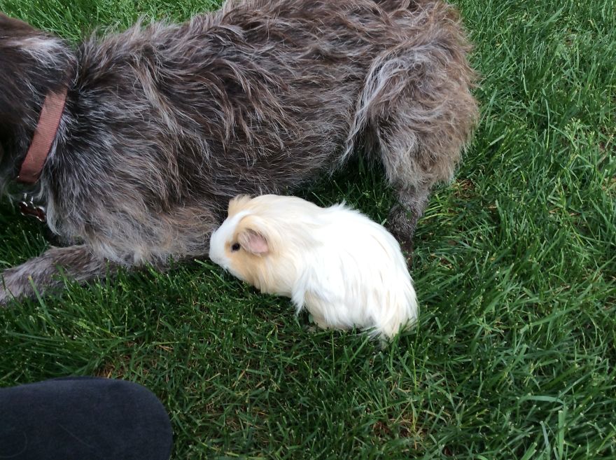 Trudy The Dog And Sweets And Guinea Pig