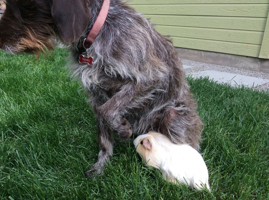 Trudy The Dog And Sweets And Guinea Pig