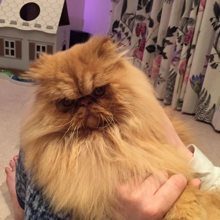 @sherbythecat Reaches 5800 Instagram Followers.