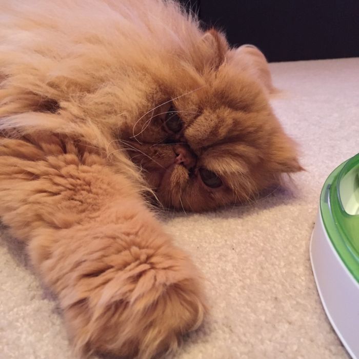 @sherbythecat Reaches 5800 Instagram Followers.