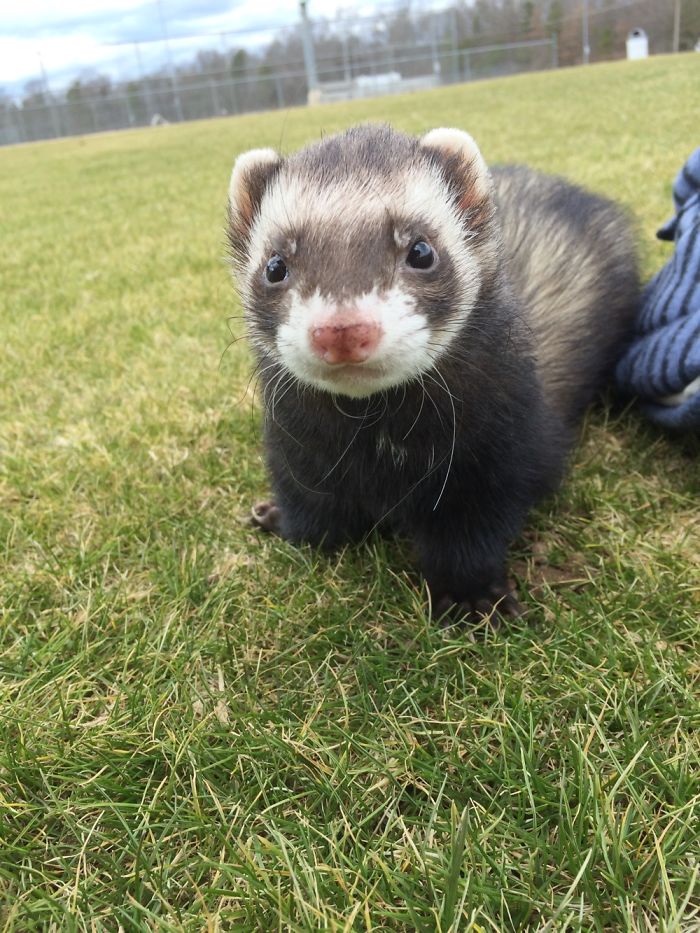 Many Faces Of Adorable Ferret Hyperion