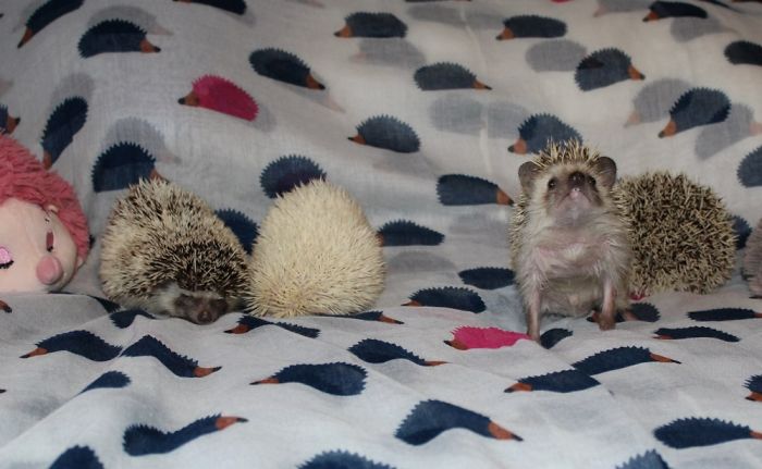 My Cute Tiny Hedgehogs