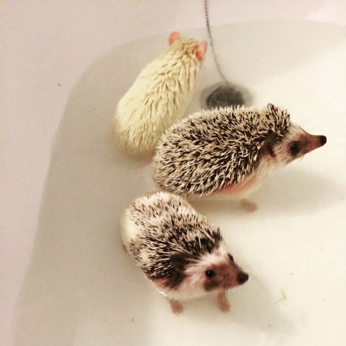 My Cute Tiny Hedgehogs
