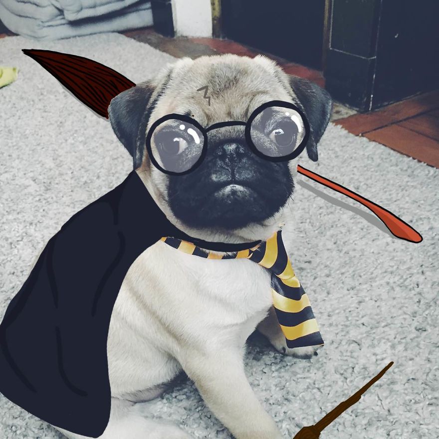 Harry Pugter