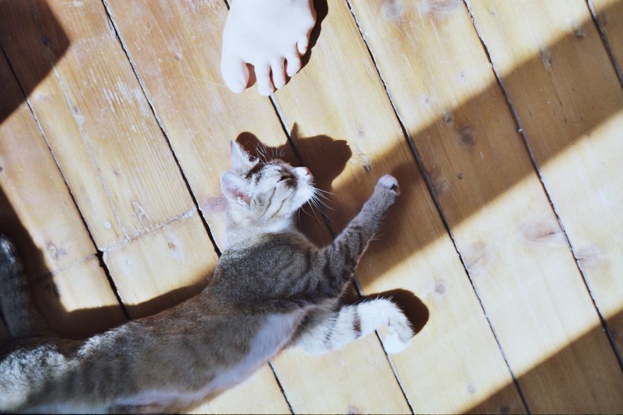 I Photograph My Cats' Life With An Analog Camera (part 1)