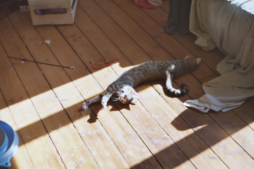 I Photograph My Cats' Life With An Analog Camera (part 1)