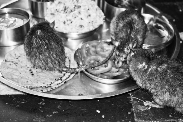 A Visit To The Mouse Temple Of India
