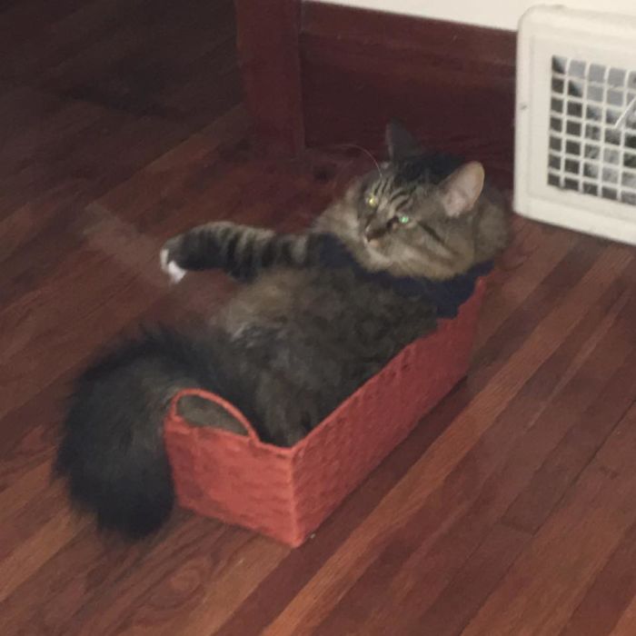 Kirk Attempts To Fit In A Basket