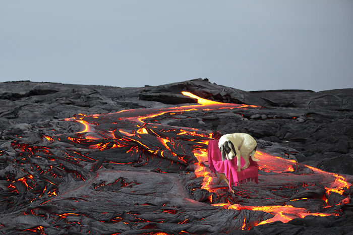 This Dog Is Scared Of Lava River