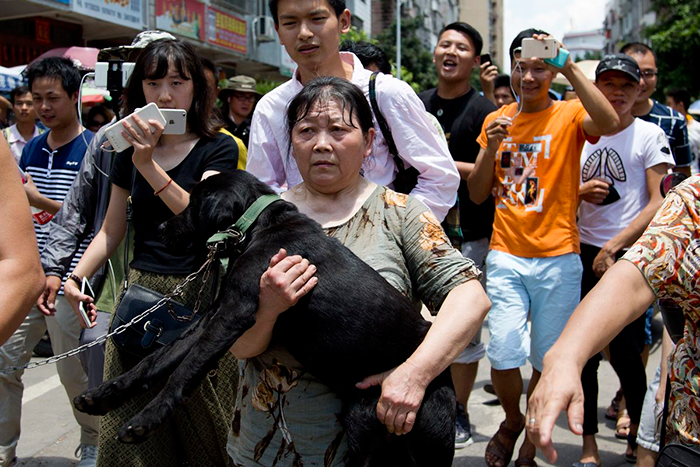 man-saves-1000-dogs-meat-festival-yulin-marc-ching-china-7