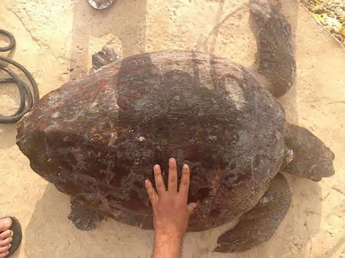 This Turtle Was Dragged From The Sea For Selfies Until These People Rescued Him