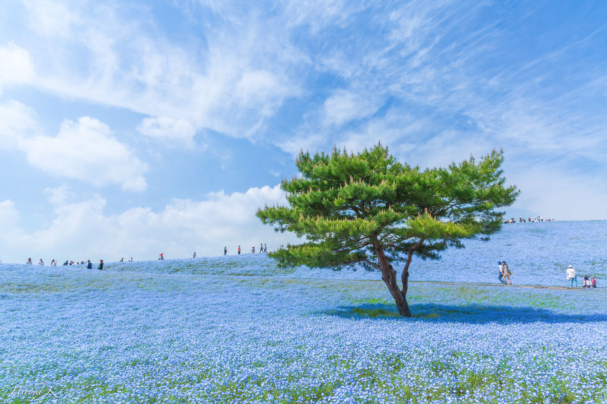 Every Year Since 2013 I Photograph Hitachi Seaside Park In Japan