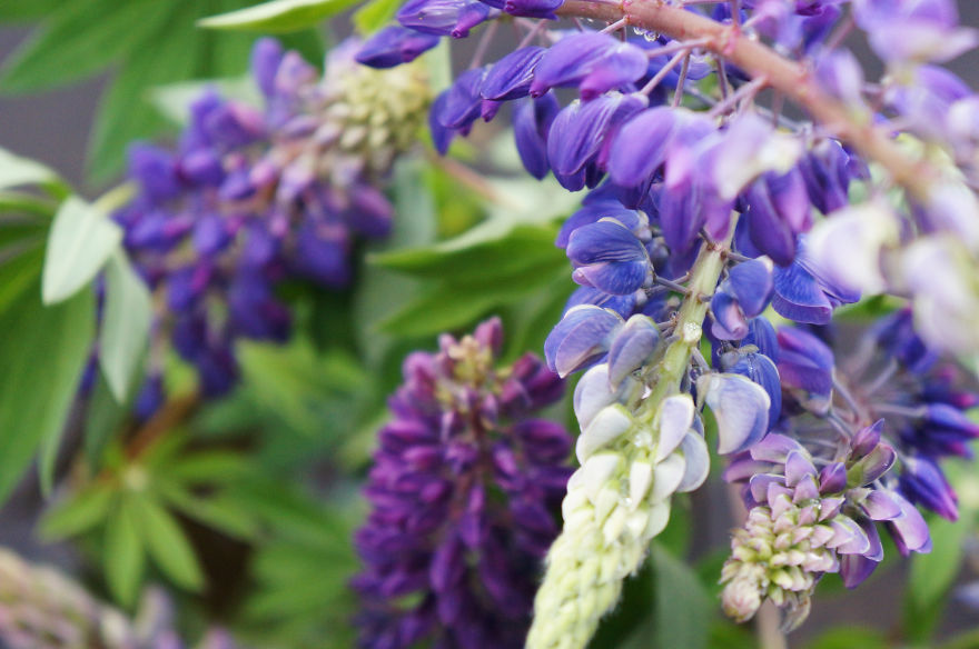Perfect Lupines