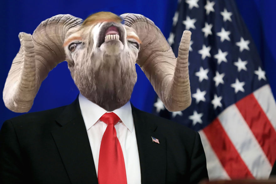 Bighorn Sheep For A President!
