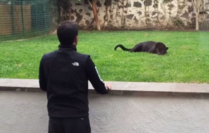 Panther Attacks Sanctuary Owner From Behind... With A Kiss