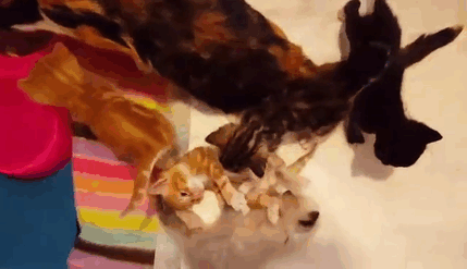 paralyzed-cat-mother-kittens-princess-10