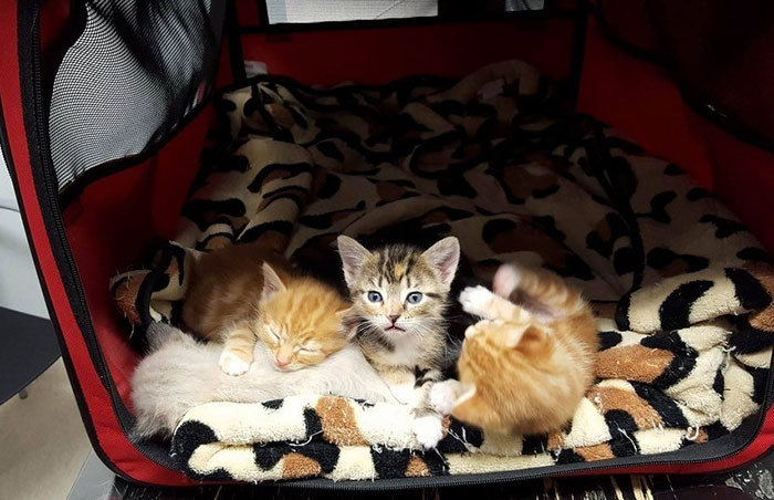 Paralyzed Cat Drags Herself To The Spot She Left Her Kittens After Neighbor Tried To Kill Her