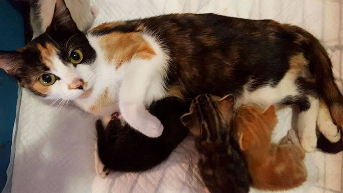 Paralyzed Cat Drags Herself To The Spot She Left Her Kittens After Neighbor Tried To Kill Her