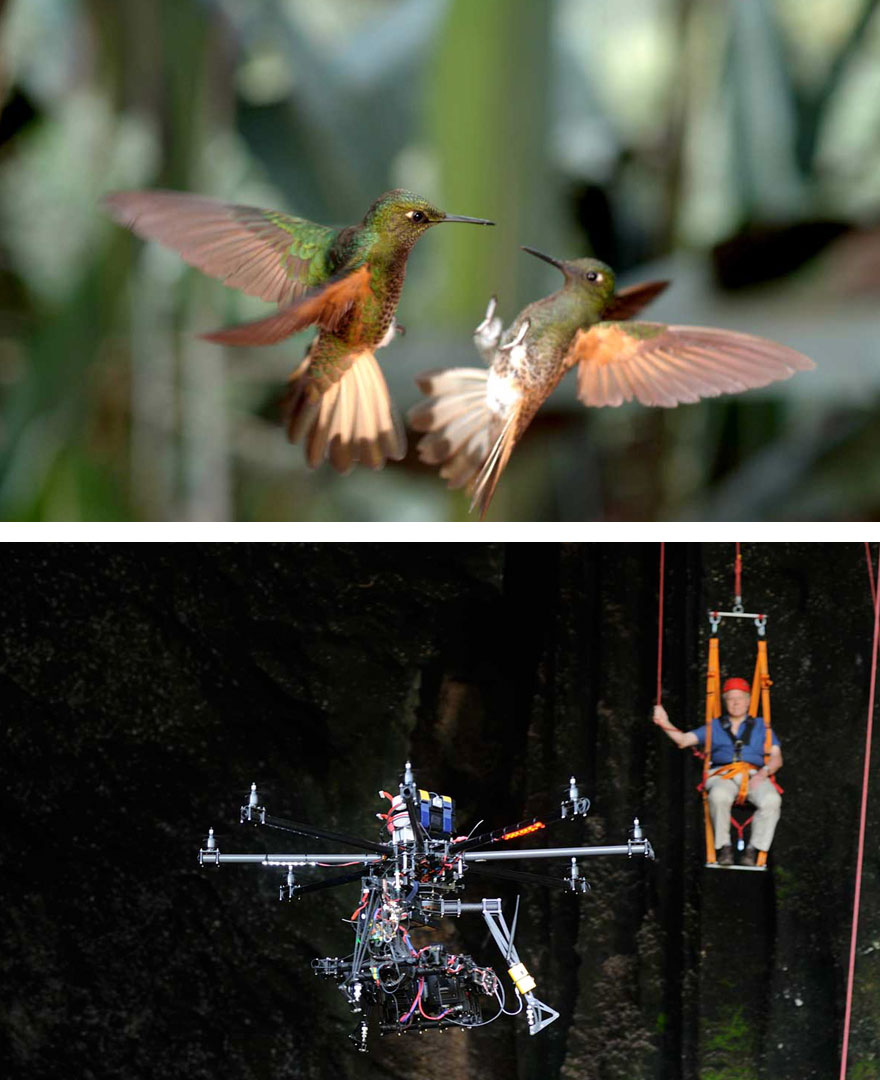 Capturing The Hummingbirds With 3D Camera