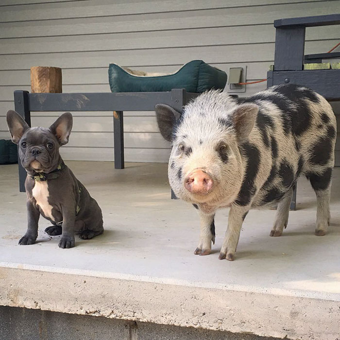 pig-dog-friends-keeva-peanut-11