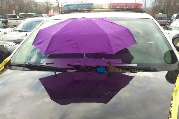 Bird Builds Her Nest On Police Car, The Cops Respond In The Sweetest Way