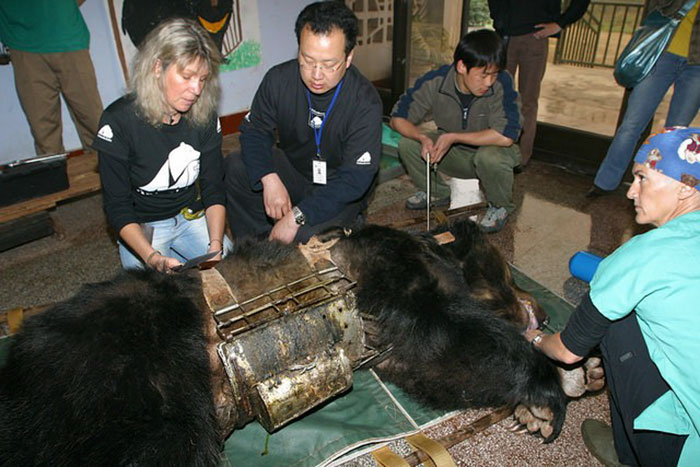 rescue-bear-torture-vest-caesar-bile-farm-china-1