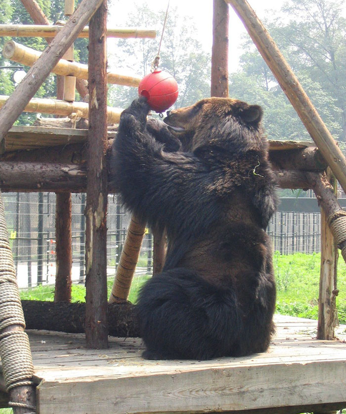 rescue-bear-torture-vest-caesar-bile-farm-china-10