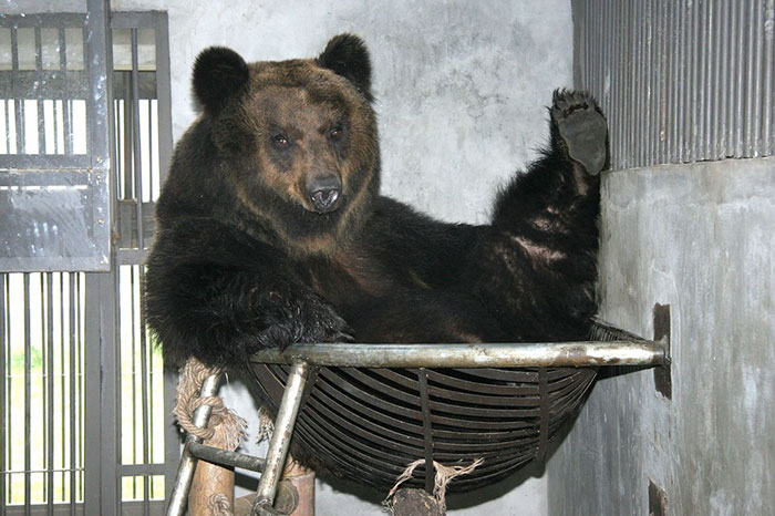 rescue-bear-torture-vest-caesar-bile-farm-china-12