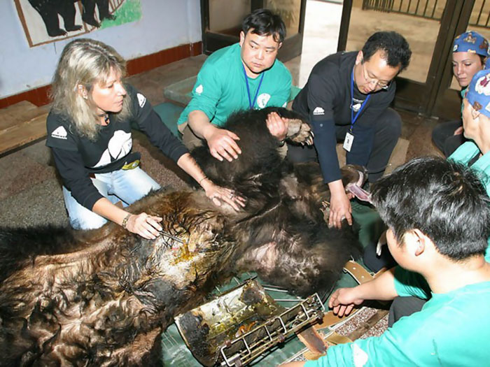 rescue-bear-torture-vest-caesar-bile-farm-china-14