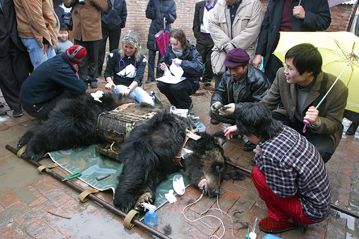 rescue-bear-torture-vest-caesar-bile-farm-china-3