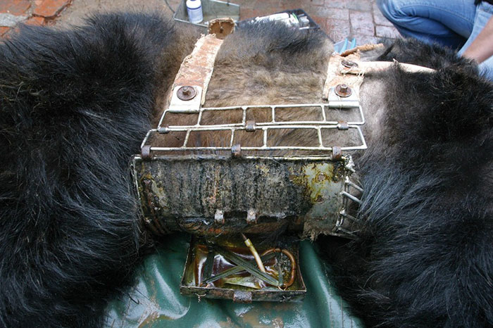 rescue-bear-torture-vest-caesar-bile-farm-china-4