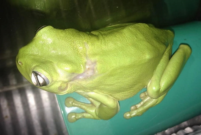 rescue-frog-surgery-lawnmower-green-tree-2