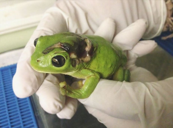 Woman Runs Over Frog With Lawnmower, Flies It 1,000 Km To Clinic