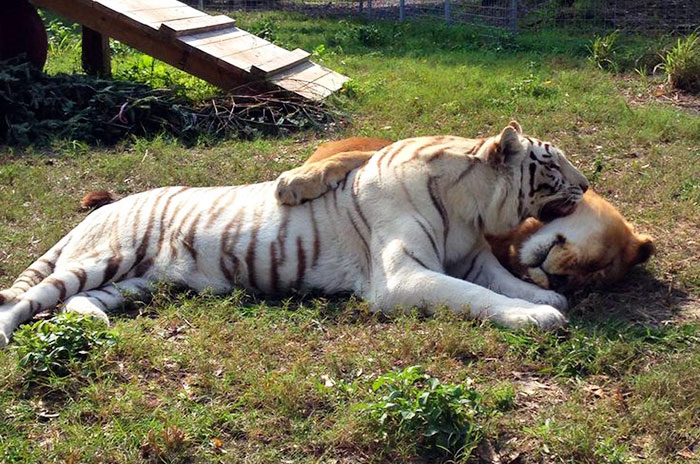 Lion Falls In Love With White Tiger, Escape Zoo Together