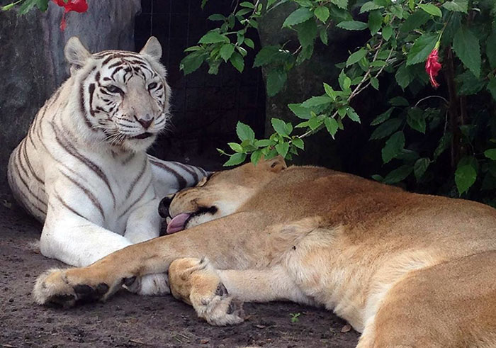 Lion Falls In Love With White Tiger, Escape Zoo Together